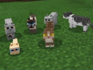 Cat Mod for Minecraft PE Download